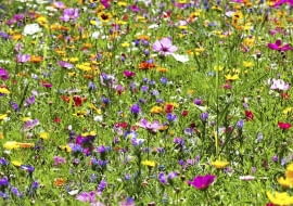 Kolorowa "makatka" z gailardii, żmijowców, maczków kalifornijskich, słoneczników, złocieni.