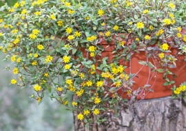 Sanvitalia procumbens