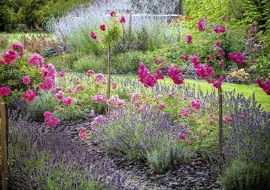 SLOWA KLUCZOWE: rosa super dorothy