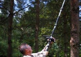 Zimowe cięcie drzew