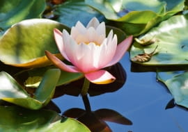 Grzybień (Nymphaea)