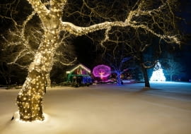 Dekoracje świąteczne na zewnątrz. Na pierwszym planie drzewo z lampkami zewnętrznymi