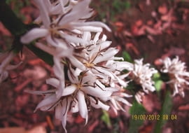 KWIATY KAWY są drobne, ale liczne i mają zapach podobny do kwiatów pomarańczy.