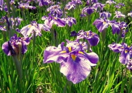 Irysy, kosaćce. Irys z grupy japońskich (Ensata)