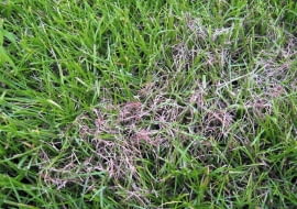 Plamy na trawniku. Różowa plamistość, czerwona nitkowatość, choroby trawnika
