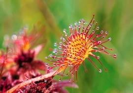 Rosiczka okrągłolistna rośnie także na polskich mokradłach