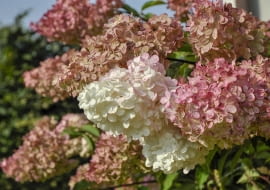 Hortensja bukietowa