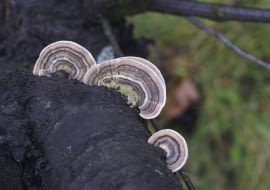 OWOCNIKI SREBRZYSTOŚCI LIŚCI - PODOBNE DO HUB