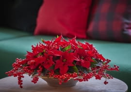 Misa z gwiazdami betlejemskimi