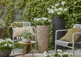 Kompozycja z pelargonami