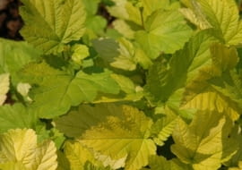 Pęcherznica kalinolistna (Physocarpus opulifolius) 'Luteus'