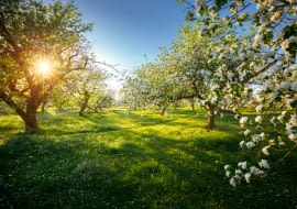 Wiosenny przegląd drzew owocowych