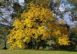 Orzech włoski uważany jest także za drzewo ozdobne. jego liście jesienia zółkna i opadają