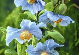 Scheinmohn (Meconopsis betonicifolia) SLOWA KLUCZOWE: au?en au?en Au?en blau bl´hend Blume Blumen Bl´te Bl´ten Close Up Close-Up Detail drau?en drau?en Garten G rten G rten Gartenanlage Herbst Herbstgarten Herbstg rten herbstlich im Freien Meconopsis betonicifolia Mohn Mohnblume Mohnblumen Nahaufnahme Scheinmohn Schlafmohn Sommer Sommerblume Sommerblumen Sommergarten Sommerg rten sommerlich sommerliche sommerliches Visions Hochformat