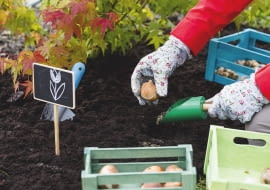 To ostatni dzwonek na sadzenie tulipanów, narcyzów i innych wiosennych roślin cebulowych. Po sadzeniu rabatę należy podlać i okryć ściółką.