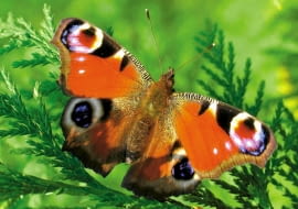 Rusałka pawik przysiada na krzewach tui