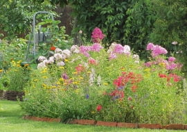 Floksy wiechowate w ogrodzie Magdaleny Mikołajczak.