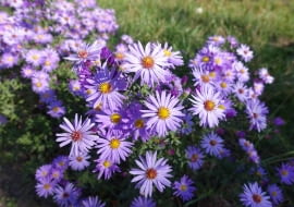 Aster krzaczasty