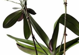 15.10.2005 WARSZAWA STORCZYK FALENOPSIS ROZMNAZANIE WEGETATYWNE KORZEN POWIETRZNY FOT. ZIEMOWIT WARDECKI / AGENCJA GAZETA PUBLIKACJA KWIETNIK NR 12 (132) - 12.2005