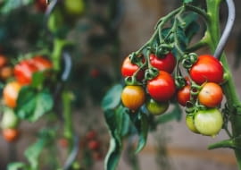 uprawa pomidorów