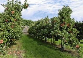 Jabłonie na podkładkach półkarłowych sadzimy w gęstych szpalerach. Owocują obficie, a zbiór jabłek jest łatwiejszy.