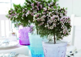 Tym okazom nadano kształt drzewek na krótkich pniach.