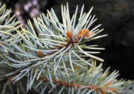 Świerk kłujący (Picea pungens) Pochodzi z Ameryki Północnej. Ma stożkowy pokrój i kłujące szpilki. Mają one długość 2-3 cm. U wielu odmian przybierają piękny niebieskosrebrny odcień. Warstwa woskowego na-lo-tu chroni je przed wysychaniem. Zalety: Regularny pokrój, igły gęsto pokrywają gałązki, sa trwałe, nie zmieniają wyglądu, gdy podeschną. Wady: Igły boleśnie kłują, w mieszkaniu opadają po kilku tygodniach. Ce-na: 30-150 zł.
