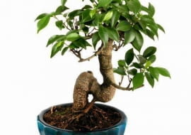 Bonsai z figowca bengalskiego