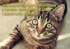 Jeśli kot jest zdrowy i zadowolony z życia, a kuwetka czysta, nie powinny się pojawiać żadne problemy z siusianiem tam, gdzie nie trzeba