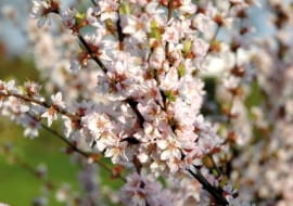Wiśnia 'Orient' zachwyca wiosną