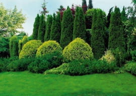ZYWOTNIK ZACHODNI ( TUJA SZMARAGD )  , KULISTY - ZYWOTNIK ZACHODNI ' GOLDEN GLOBE ' , KOSODRZEWINA