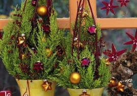 Zypressengesteck: 5/5 Cupressus macrocarpa 'Goldcrest' / Zypresse Cornus / Hartriegel, Citrus / Orangenscheiben Christbaumschmuck, rote Sterne SLOWA KLUCZOWE: GAP Weihnachtsbaumkugeln Stepabfolge Praxis mini Weihnachtsbaum rot gold ZZZ hoch Topf weihnachtlich Weihnachten Dekoration Cupressus macrocarpa Cupressus innen Gesteck Floristik Fenster 000 Advent