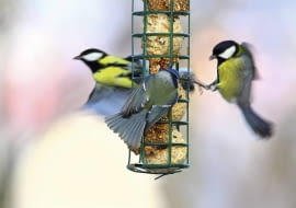 Dokarmiajmy ptaki, dopóki zaglądają do karmnika. Gdy będą już mogły same znaleźć pożywienie, przestaną go odwiedzać.