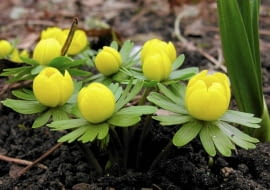 ROSLINY CEBULOWE KWIATY RANNIK ZIMOWY ERANTHIS HYEMALIS FOT. KATARZYNA BELLINGHAM PUBLIKACJA KWIETNIK NR 3 (147) - 3 2007 SLOWA KLUCZOWE: ROSLINY KWIATY ZDJĘCIE DO WKŁADKI: PUBLIKACJA KWIETNIK NR 3 (147) - CZASOPISMA