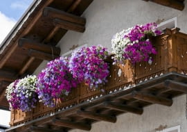 Surfinia, kwiaty balkonowe