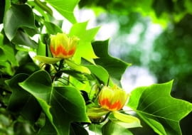 30.05.2007 LONDYN , HOLLAND PARK , DRZEWO LISCIASTE - TULIPANOWIEC AMERYKANSKI ( ( LIRIODENDRON TULIPIFERA L. ) , KWIATY DLA CZASOPISMA OGRODY KWIETNIK FOT. ARKADIUSZ SCICHOCKI / AGENCJA GAZETA PUBLIKACJA OGRODY NR 6 (134) - 6 2010