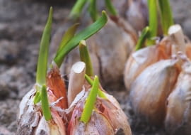 TE GŁÓWKI CZOSNKU czekają na podział i posadzenie w gruncie - zaczęły już z nich wyrastać liście.