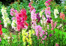 Wyżlin większy, lwia paszcza