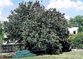 LESZCZYNA ZWYCZAJNA CORYLUS AVELLANA KRZEW OWOCOWY FOT PAWEL SLOMCZYNSKI SLAJD DUZY PUBLIKACJA OGRODY NR 2 (46) - 2.2003