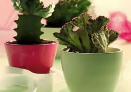 Sukulenty, Wilczomlecz mleczny 'Monstruosa'