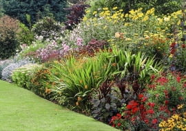 Roczna licencja COLOURFUL HERBACEOUS BORDERS AT THE PRIORY, KEMERTON, HEREFORD & WORCESTER WITH HELENIUMS, DAHLIAS & CROCOSMIA SLOWA KLUCZOWE: BORDERS COLOURFUL CROCOSMIA DAHLIAS EDIBLE HELENIUMS HERBACEOUS HEREFORD KEMERTON LATE SUMMER PRIORY TUBER WORCESTER 000 AESTIVAL APFELSINE APFELSINEN AUSSEN BEET Beete BLUMENBEET BLUMENBEETE borders CITRUS SINENSIS COLOURFUL Crocosmia Dahlias drau?en edible ESTIVAL FLOWER BED FLOWER BEDS FLOWER BORDER FLOWER BORDERS GAERTEN GARDEN GARDENS Garten G?RTEN GBA gelb GELBE GELBEM GELBEN GELBER GELBES HELENIUMS Heliopsis HERBACEOUS HEREFORD Hochsommer H?henstaffelung KEMERTON late summer MIDSUMMER Mixed Border MIXED BORDERS MONTBRETIA MONTBRETIAS MONTBRETIE MONTBRETIEN ORANGE COLOUR orange Farbe ORANGE FRUCHT ORANGEFARBEN ORANGEFARBENE ORANGEFARBENEM ORANGEFARBENEN ORANGEFARBENER ORANGEFARBENES ORANGEM ORANGEN ORANGES FARBE OUTDOOR OX EYE OX EYES Prachtstauden PRIORY quer QUERFORMAT QUERFORMATE Rabatte RABATTEN Sommer SOMMERLICH SOMMERLICHE SOMMERLICHEN SOMMERLICHER SOMMERLICHES SONNENAUGE SUMMER SUMMERLIKE SUMMERLY SUMMERY TUBER WORCESTER YELLOW