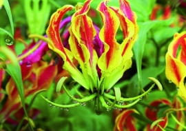 Żółto-czerwone płatki gloriozy mają faliste brzegi. W kwiecie układają się na kształt korony.