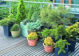 23.05.2006 WARSZAWA DLA CZTERY KATY BALKON , TARAS , ROSLINY ,IGLAK IGLAKI IGLASTE , KOMPOZYCJA STYLIZACJA ANETA KOSIBA FOT. LUKASZ ZANDECKI / AGENCJA GAZETA PUBLIKACJA KWIETNIK NR 10 (142) - 10.2006