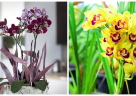 Najbardziej popularne storczyki. Od lewej falenopsis i cymbidium
