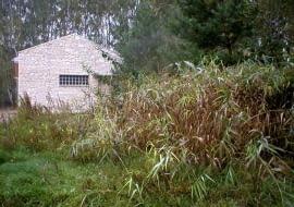 przydomowe oczyszczalnie, oczyszczalnia trzcinowa, ścieki