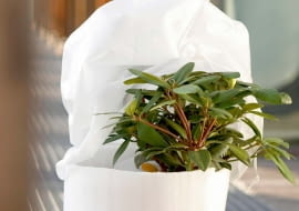 B26.09.2006 WARSZAWADLA CZTERY KATYOCHRONA ROSLIN PRZED ZIMA MROZEM CHLODEMOKRYWAC OKRYWANIE ZIMA MROZ CHLOD ROSLINA ROSLINYSTYLIZACJA ANETA KOSIBA ANNA SKORKOWSKAFOT. LUKASZ ZANDECKI / AGENCJA GAZETAPUBLIKACJA CZTERY KATY NR 12 (182) - 12.2006PUBLIKACJA LADNY DOM NUMER SPECJALNY - LADNY OGROD 1 / 2012 - 4 2012