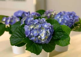 Hortensja 'Renate Steiniger'