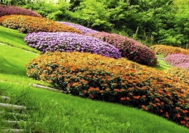 Niecierpki nadają się na barwne kobierce.