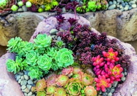 Rozchodniki i rojniki mogą przetrwać zimę w kamiennej misie wypełnionej garstką suchego piasku.