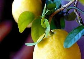 06.01.2000. WROCLAW DUZE CYTRYNY WYCHODOWANE W DOMU PRZEZ EMERYTKE PANIA KWIATKOWSKA WE WROCLAWIU FOT. RADOSLAW BUGAJSKI XFS PUBLIKACJA PORADNIK DOMOWY NR 10 (146) - 10.2002